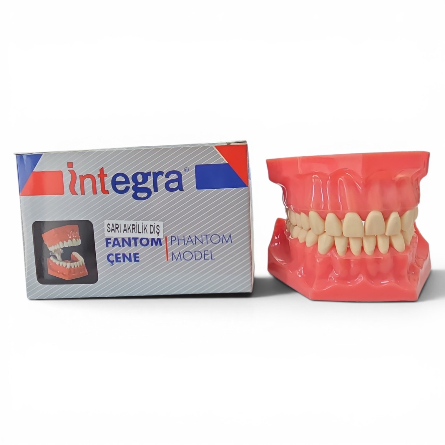 İNTEGRA FANTOM ÇENE AKRİLİK NORMAL OKLÜZÖR
