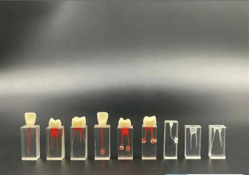 Omega Endodontik Kare Kronlu ve Pulpalı Dişler - Eğitim Modeli (Numara 1-9)