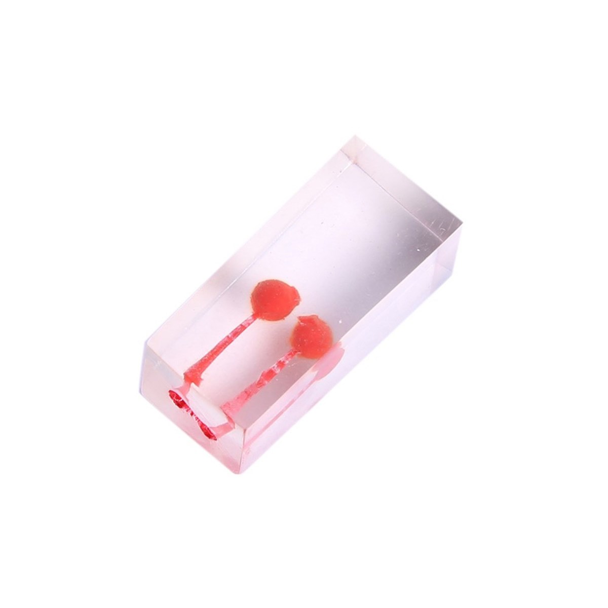 Omega Endo Kronsuz Kanallı Diş 2 Kök - Endodonti Eğitim Modeli