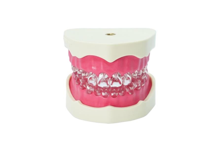 Edudent EndoPrep® Endodontik Eğitim Seti Alt ve Üst Çene Modeli