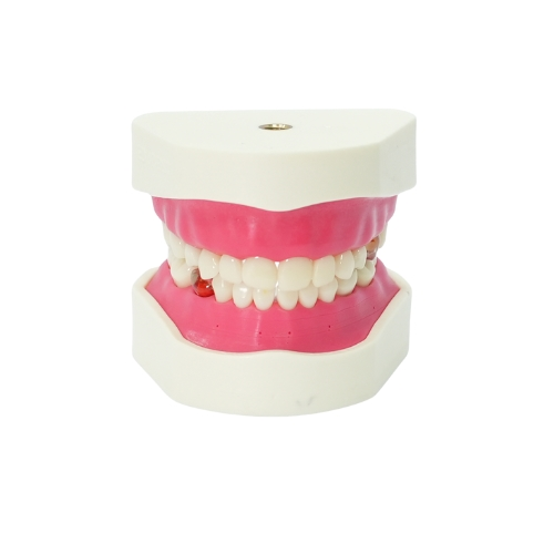 Edudent PedoPrep® Alt ve Üst Çene Endodontik Eğitim Seti