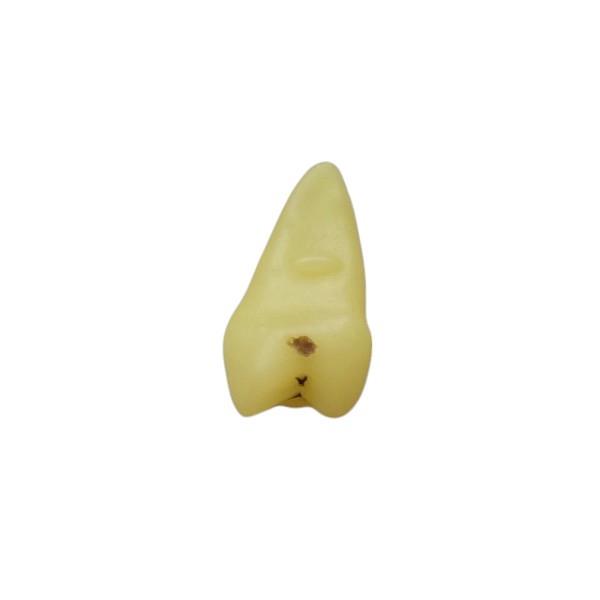 Edudent RestoPrep Çürüklü Yedek Diş Tek (Alt/Üst Çene, Santral Lateral Kanin 1. 2. Premolar 1. 2. Molar)