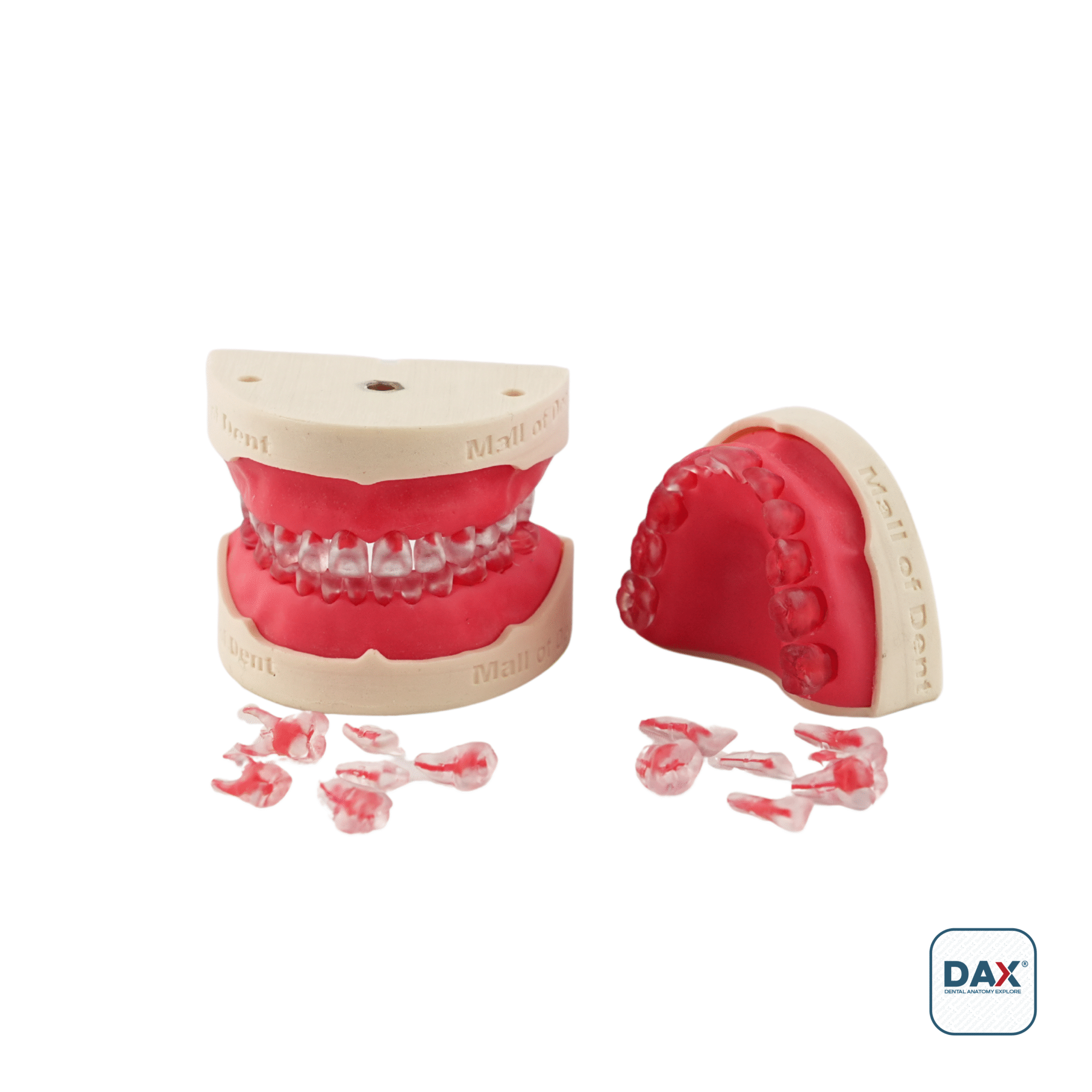 Endodax Endodontik Pedodonti Eğitim Modeli Tek Çene Çocuk Diş Seti