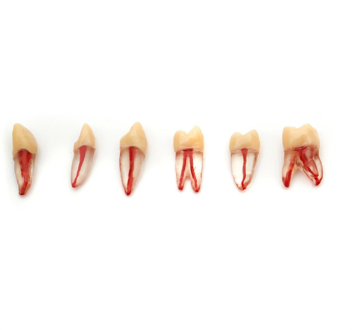 Fuji Endodontik Kronlu Şeffaf Diş Ayrı Köklü - Eğitim ve Simülasyon Dişi